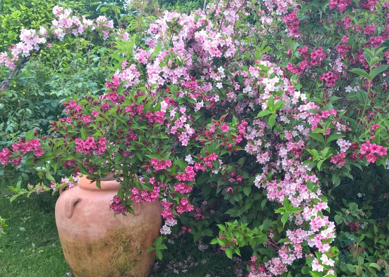 B&B Villa Giardini Susanna Gattico Dış mekan fotoğraf